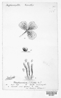 Cymadothea trifolii image